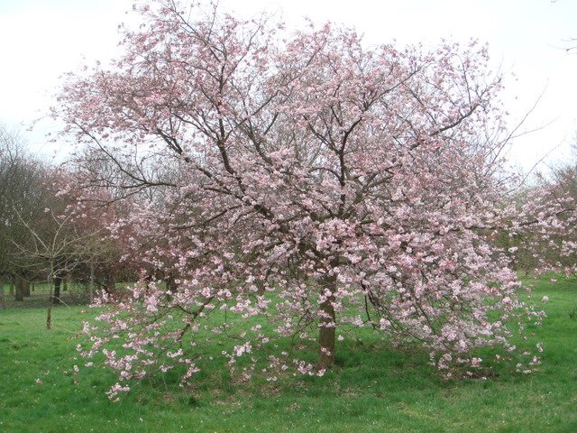 Prunus sargentii 'Accolade'